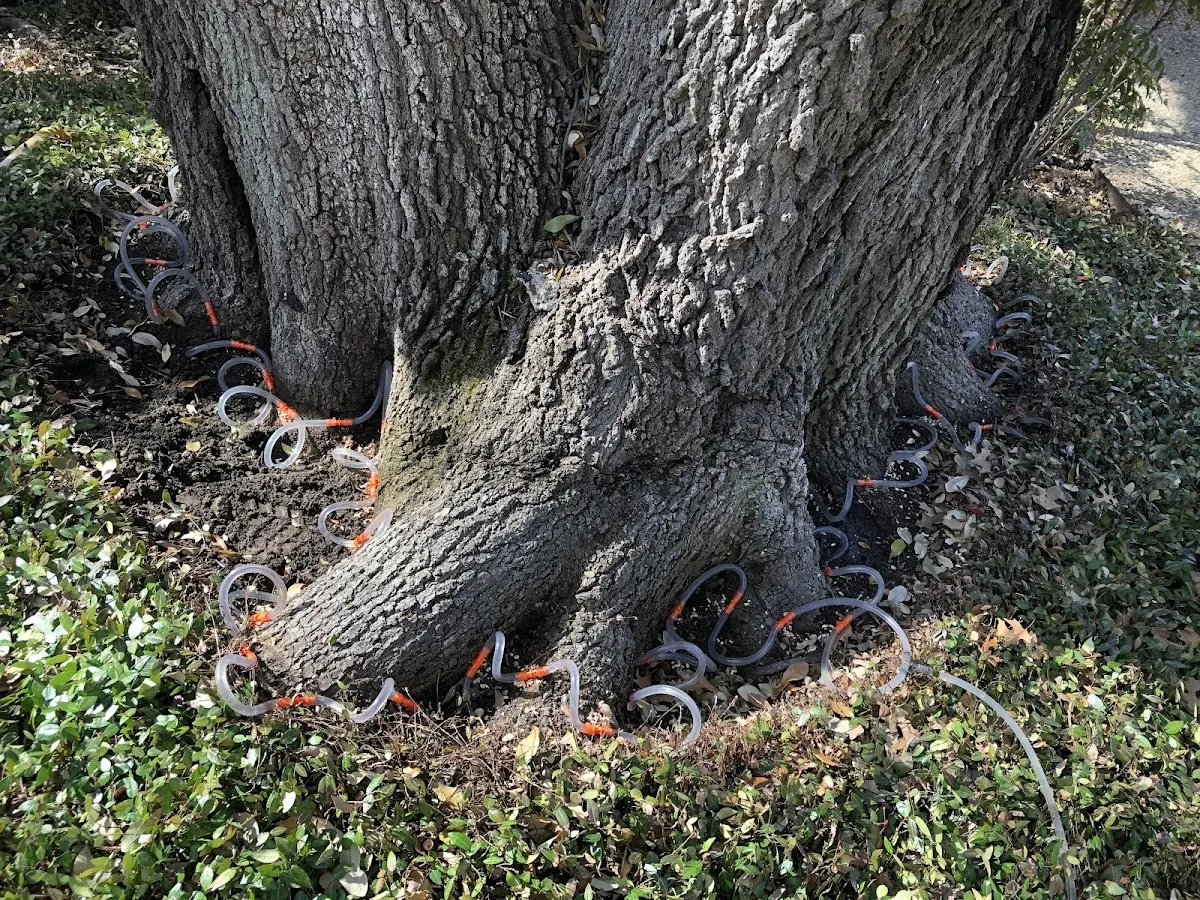 Detailed Tree Cabling and Bracing job site in Nitro