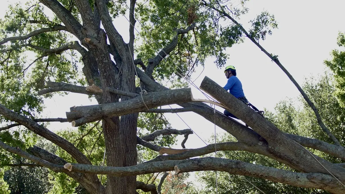 Professional Hazardous Tree Removal performed by certified arborists in Nitro